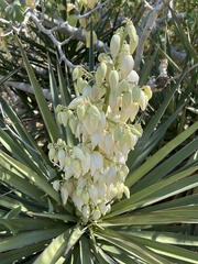 Yucca capensis