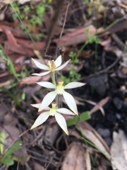 Caladenia marginata