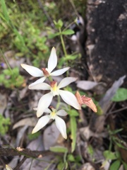 Caladenia marginata
