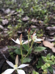Caladenia marginata