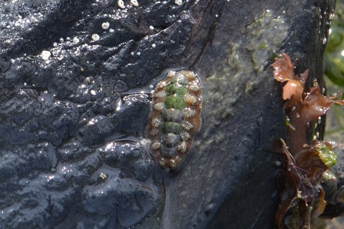 photo of Bristly Mail-shell (Acanthochitona crinita)