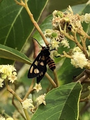 Amata annulata