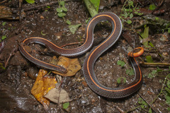 Calliophis intestinalis