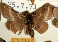 Malacosoma alpicolum