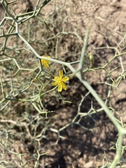 Launaea arborescens