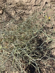 Launaea arborescens