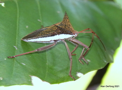 Aspilosterna albovittata