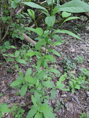 Oemleria cerasiformis