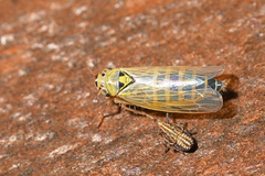 Sonronius dahlbomi