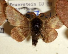 Malacosoma alpicolum