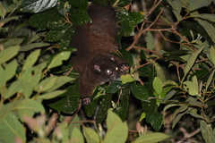 Hemibelideus lemuroides