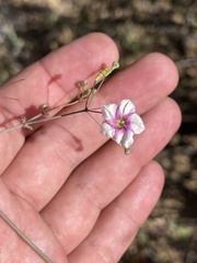 Commicarpus brandegeei