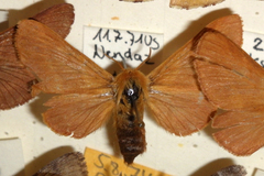 Malacosoma alpicolum