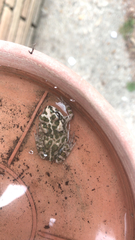 Bufotes boulengeri siculus