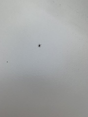 Arachnida