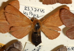 Malacosoma alpicolum