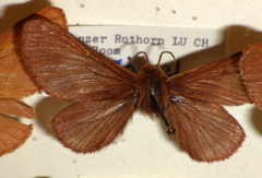 Malacosoma alpicolum