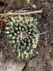 Mammillaria peninsularis