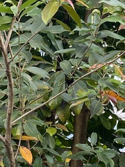 Nectarinia kilimensis