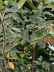 Nectarinia kilimensis