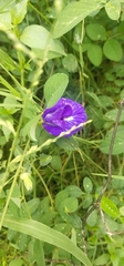 Clitoria ternatea ternatea