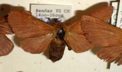 Malacosoma alpicolum