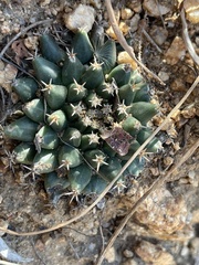 Mammillaria peninsularis