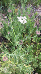 Apiaceae