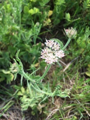 Apiaceae