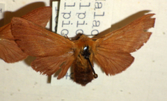 Malacosoma alpicolum