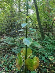 Cardiocrinum