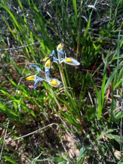 Moraea ciliata