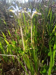 Moraea ciliata