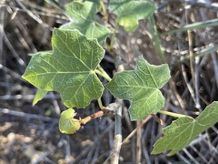 Jatropha moranii