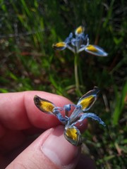 Moraea ciliata