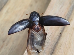 Hydrophilus latipalpus