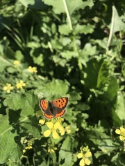 Lycaena phlaeas