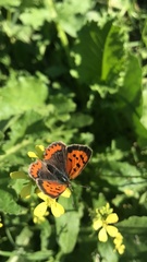 Lycaena phlaeas