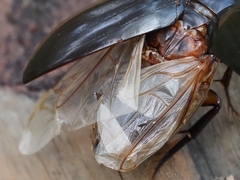 Hydrophilus latipalpus