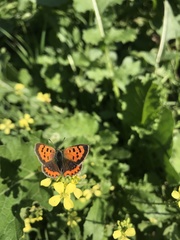 Lycaena phlaeas