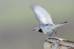 Motacilla alba