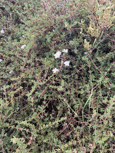 Image of Frankenia pauciflora by (c) Andrew Allen, some rights reserved (CC BY)