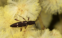 Eburophora octoguttata