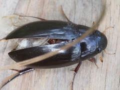 Hydrophilus latipalpus