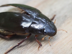 Hydrophilus latipalpus