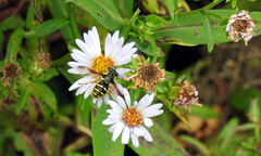 Sericomyia chrysotoxoides image
