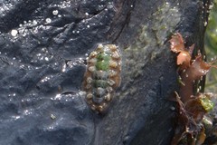 Acanthochitona crinita