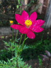 Cosmos caudatus