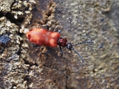 Lemodes coccinea