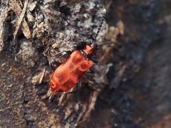 Lemodes coccinea